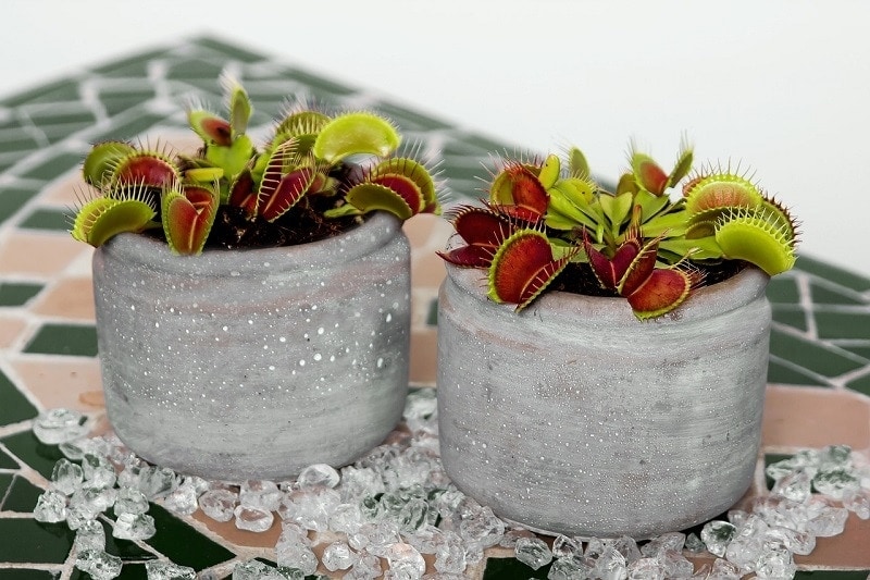 Are Venus Flytraps Poisonous to Cats? Keeping Your Cat Safe
