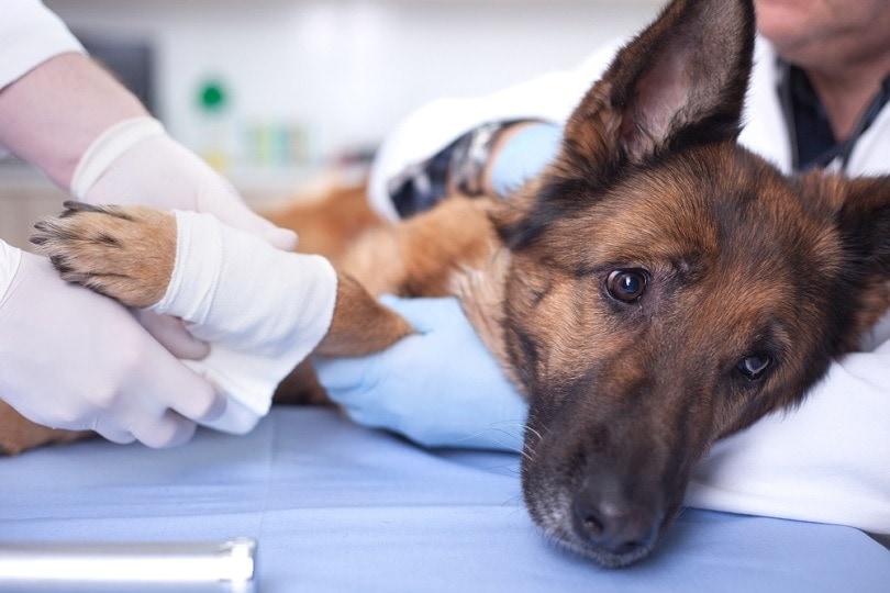 What Is the Cost of Dog Lipoma Surgery? Vet-Verified Info & FAQ (Updated in 2026)