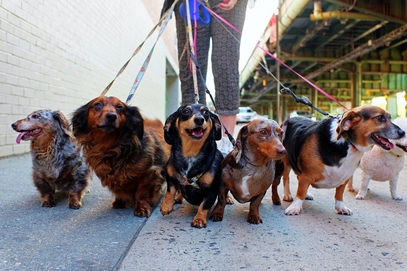 How to Become a Dog Walker: Step-By-Step Guide