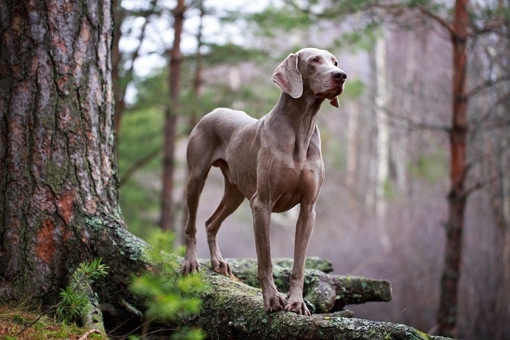Are Weimaraners Good Family Dogs? Pros & Cons