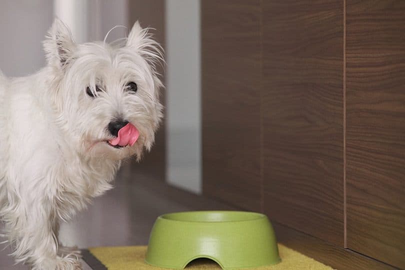 Why Does My Dog Eat So Fast? 4 Vet-Reviewed Reasons & Ways to Slow Them