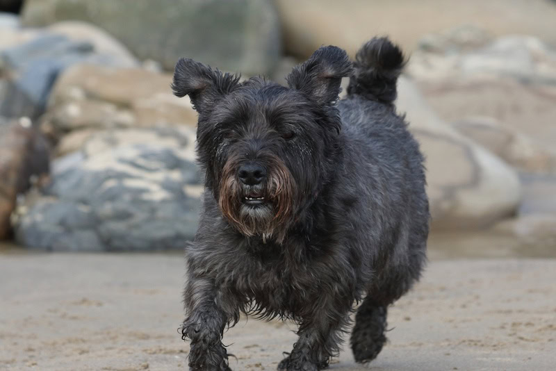 Westie Schnauzer Mix (Wauzer): Info, Pictures, Care & More