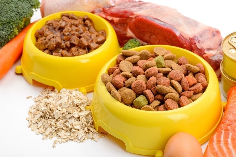 What Is Blood Meal in Dog Food? Vet-Reviewed Nutrition Facts