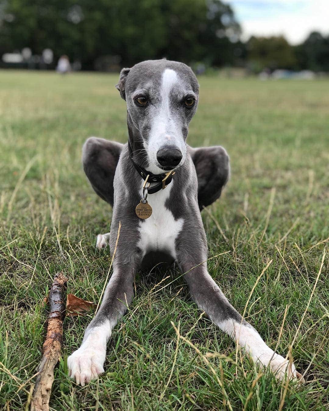 10 Dog Breeds With Blue Coats (With Info & Pictures)