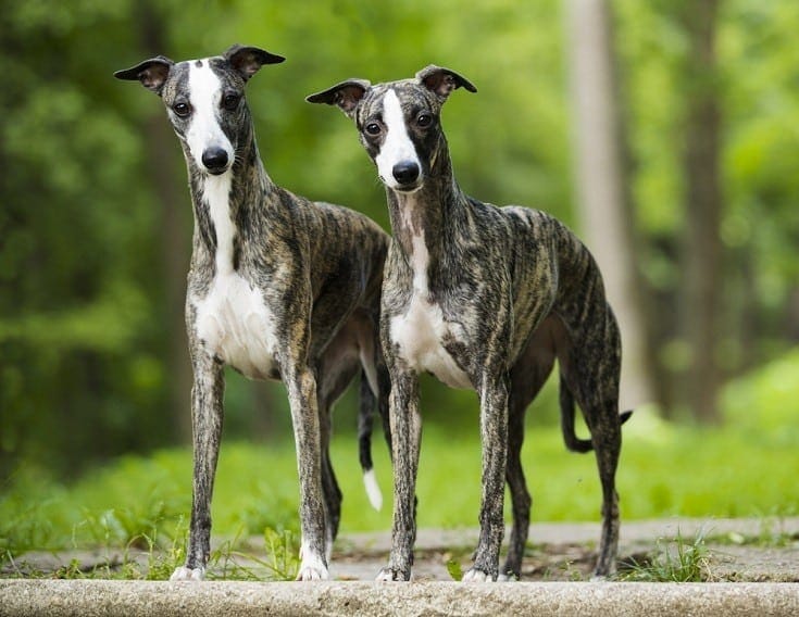 31 English Dog Breeds: Dogs Native to England (With Info & Pictures)
