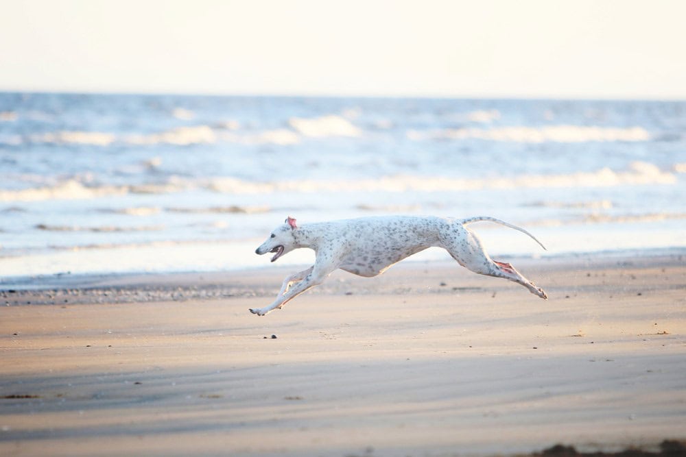Top 10 Fastest Dog Breeds in the World (With Info & Pictures)