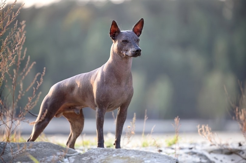 10 Hairless Dog Breeds (With Info & Pictures)