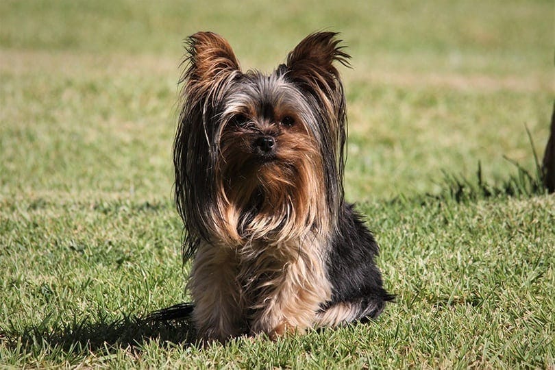 10 Essential Yorkshire Terrier Supplies & Products (2026 Guide)