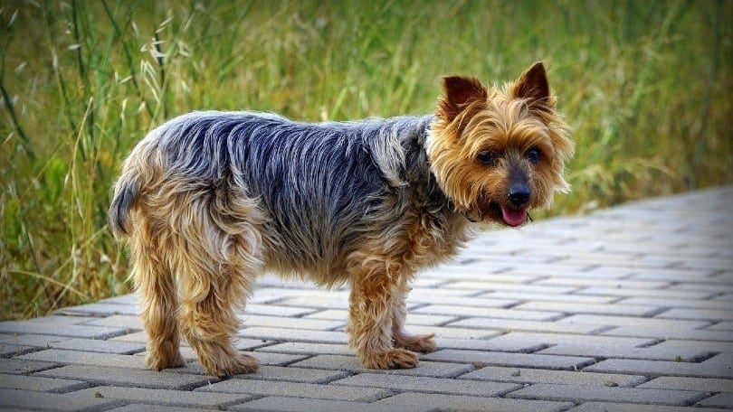 What Were Yorkies Bred For? History & Origins Explained
