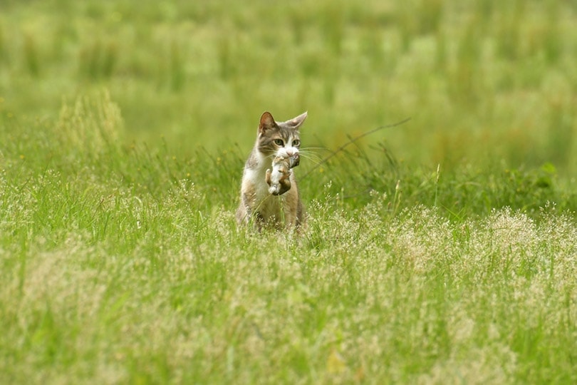 Do Cats Eat and Hunt Rabbits? Vet-Verified Facts & FAQ