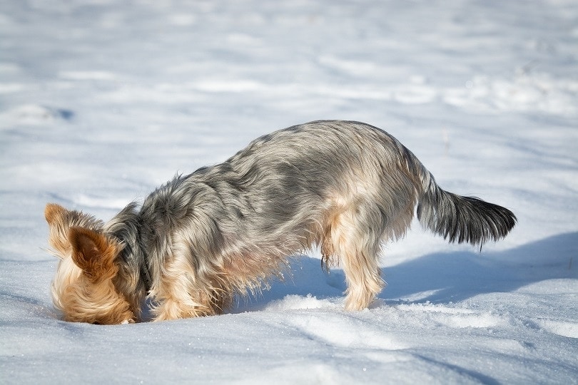 Why Do Dogs Dig? Canine Behavior Explained