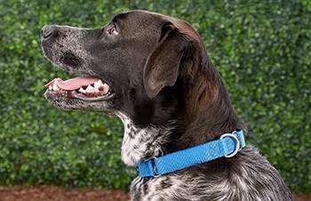 10 Best Dog Collars – 2026 Reviews & Top Picks