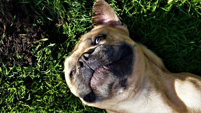 What Is a French Bulldog’s Reverse Sneeze? Vet-Reviewed Facts