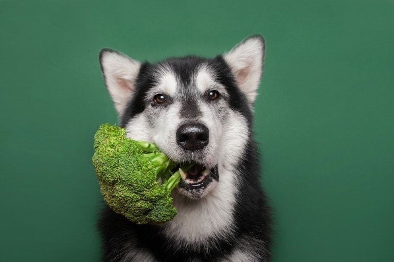 11 Good Fiber Sources for Your Dog: Vet-Verified Nutrition Facts