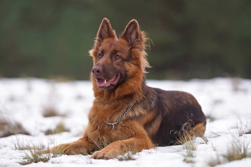Do German Shepherds Shed? Health & Grooming Tips