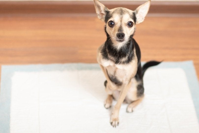 How to Train Your Dog to Use Potty-Pads: 6 Easy Steps