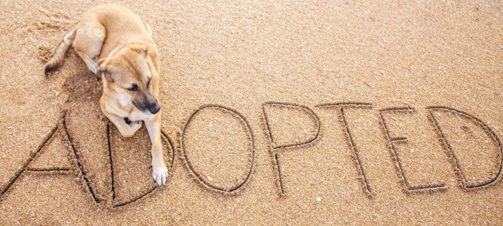 3 Dog Adoption Contract Templates (PDF) in 2026