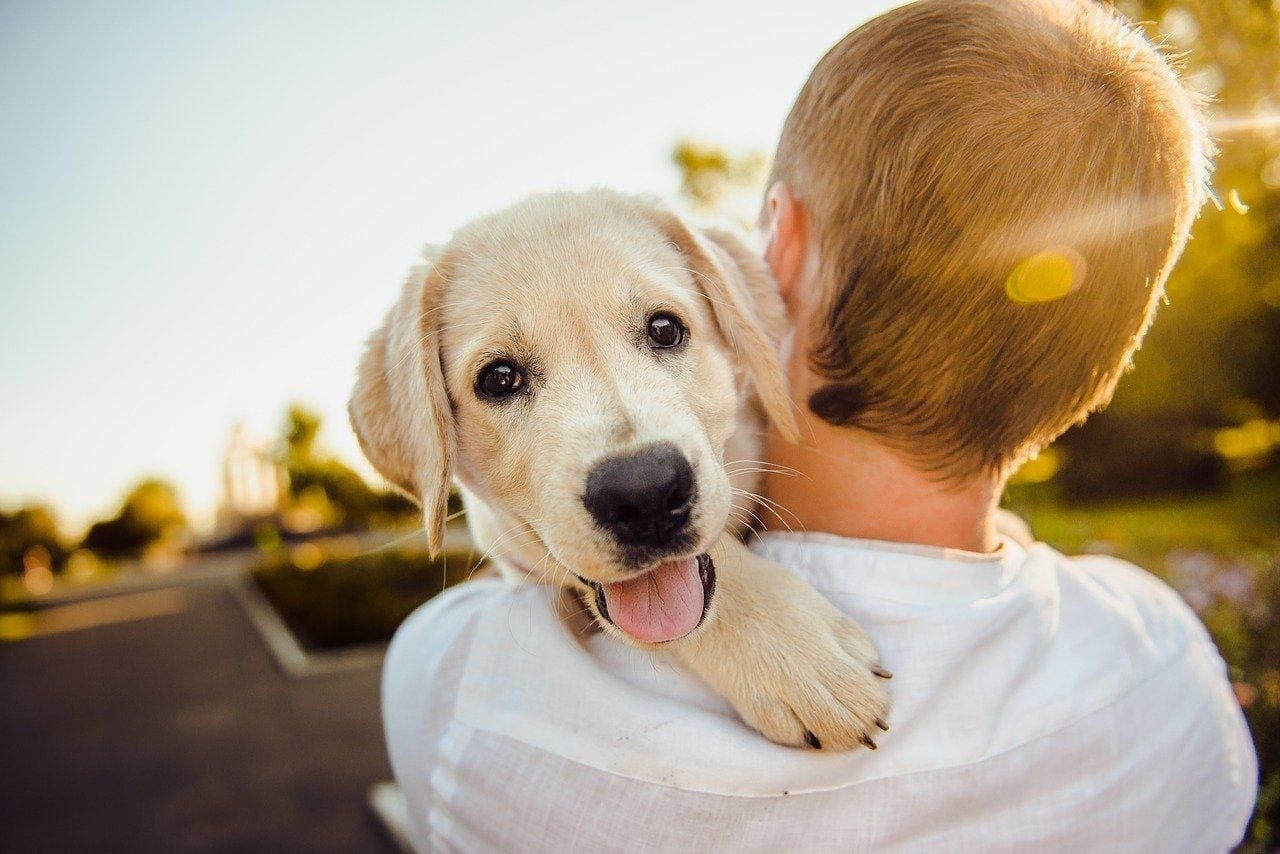 The Pros & Cons of Owning a Dog - Routine, Requirements & More