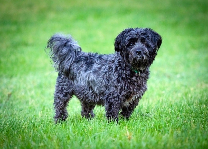 Affenpinscher & Bichon Frise Mix Breed: Info, Pictures, Facts, Personality