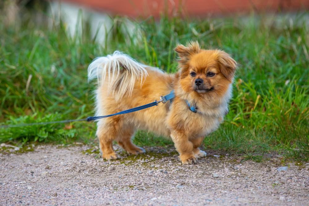 Affenhuahua (Affenpinscher & Chihuahua Mix): Info, Pictures & More