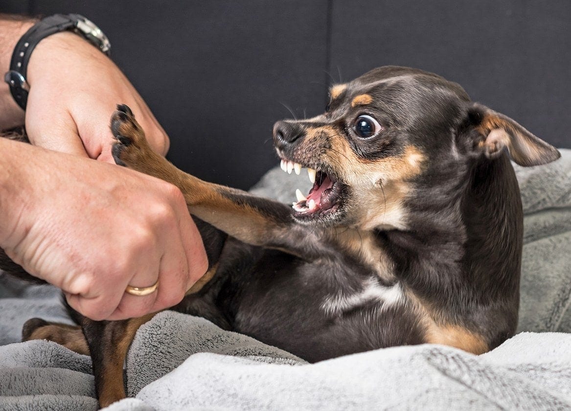 How to Calm an Aggressive Dog: 7 Proven Ways