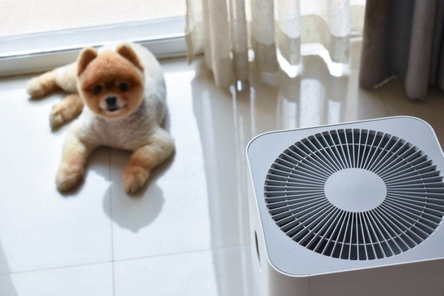 Are Air Purifiers Safe for Pets? Vet Reviewed Health & Safety Facts