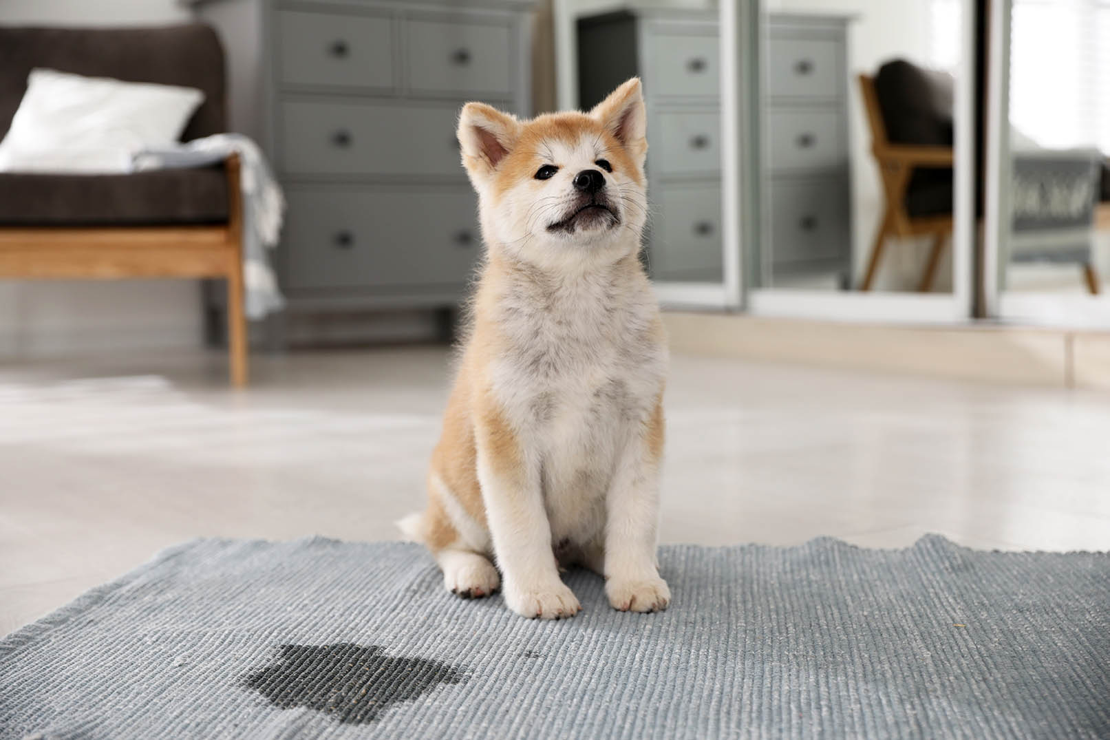 How to Find Dog Urine Without a Blacklight (5 Potential Methods)