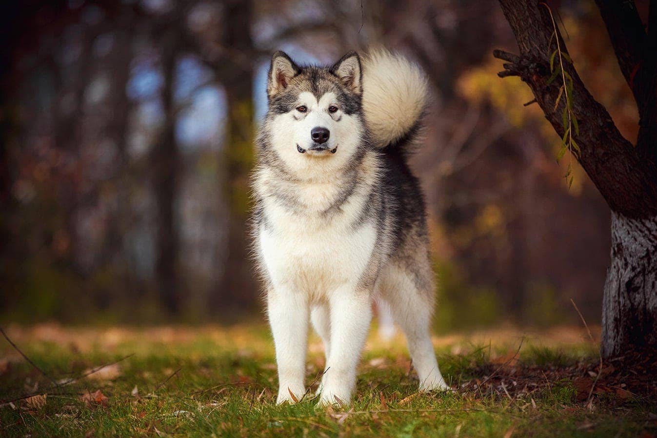 How Long Does an Alaskan Malamute Live? Average Lifespan, Data & Care