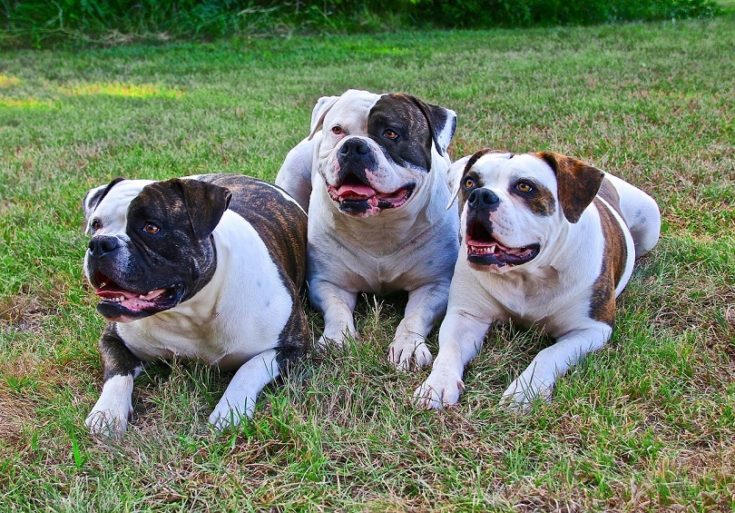 The 5 Different Types of American Bulldogs (With Info & Pictures)