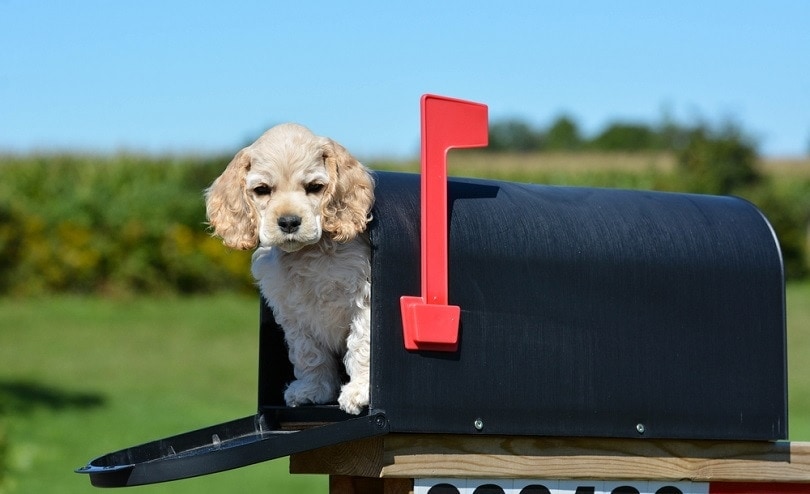 Why Do Dogs Hate the Mailman? Myth vs Reality