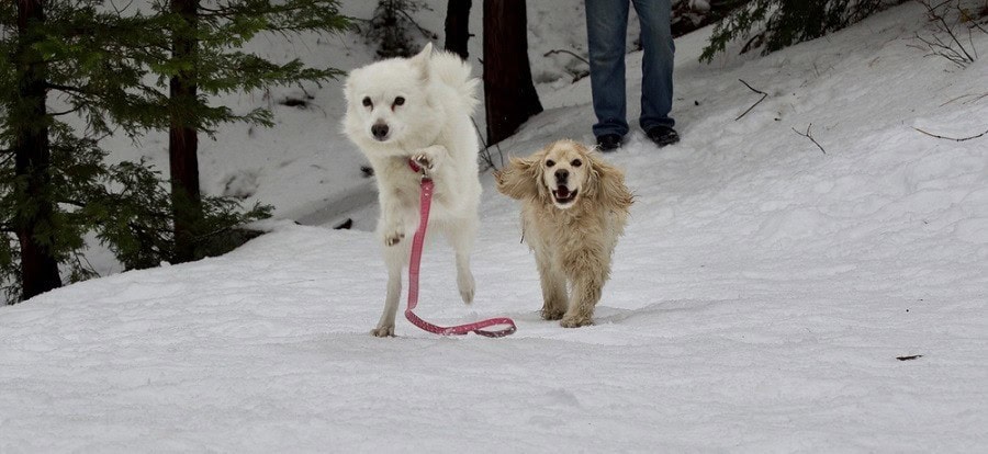 Cock-A-Mo (American Eskimo & Cocker Spaniel Mix): Info, Pictures, Characteristics & Facts