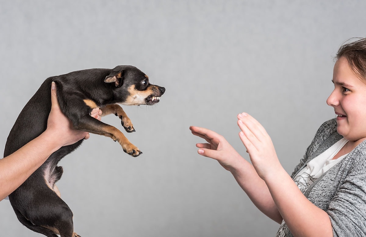 Top 10 Most Aggressive Dog Breeds in the World: Vet Approved Info & Pictures