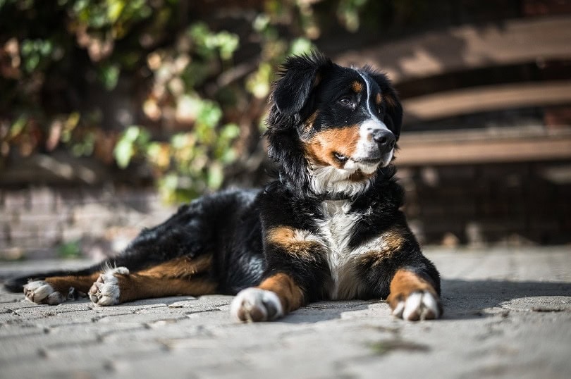 22 Lazy Dog Breeds: Info, Pictures & Vet Approved Facts