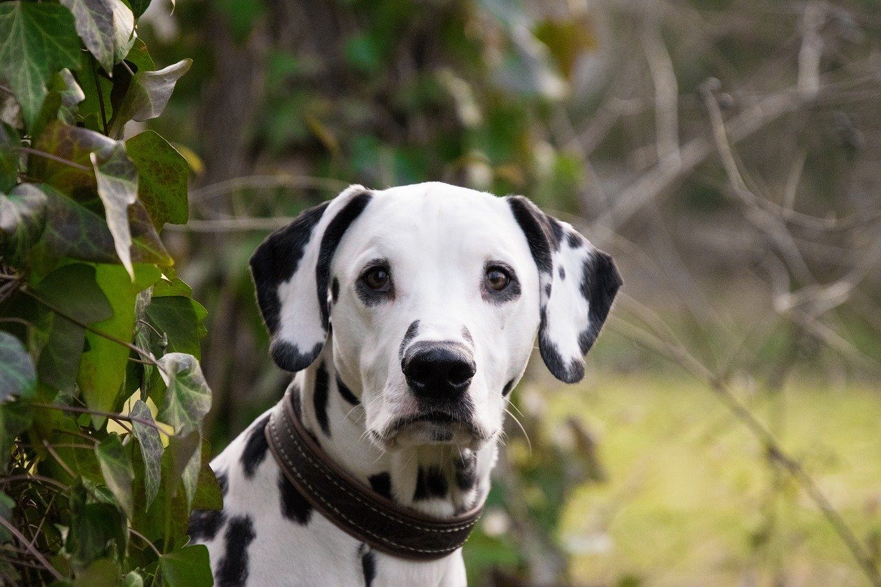 Are All Dalmatians Deaf? Vet-Reviewed Facts & FAQ