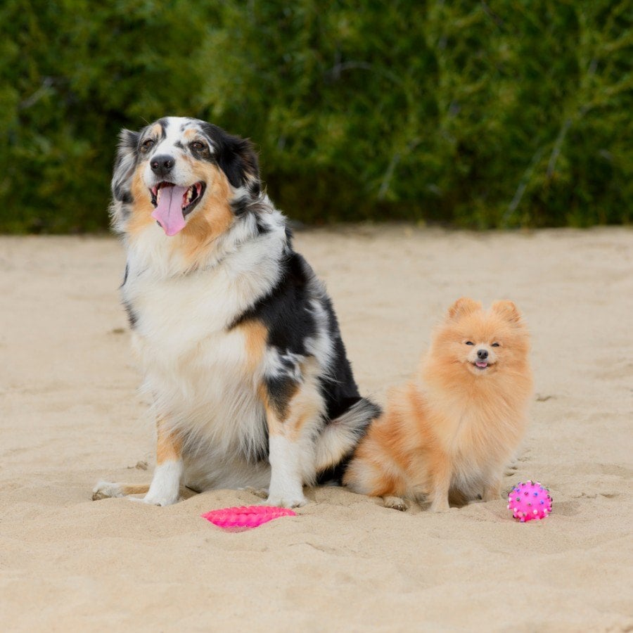 Aussiepom (Australian Shepherd & Pomeranian Mix): Info, Pictures, Care & More