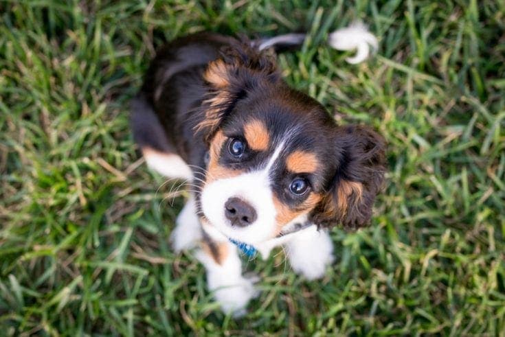 How to Potty Train a Cavalier King Charles Spaniel: 10 Helpful Tips