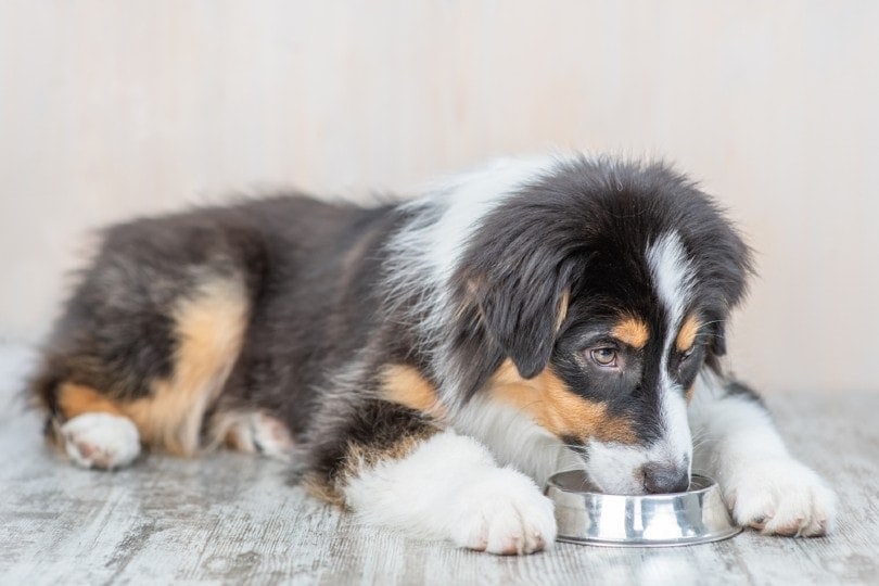 Is Salmon Dog Food Good for Dogs? Vet-Verified Nutrition Facts