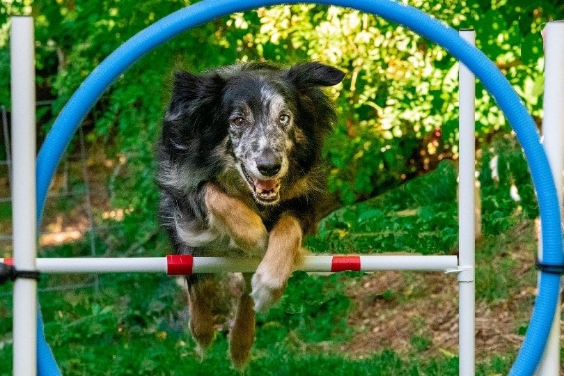 australian shepherd dog jumping hoops