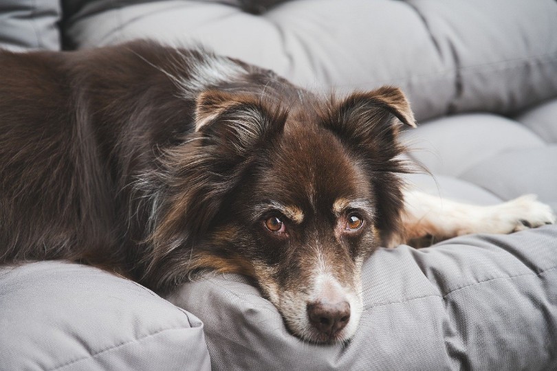 11 DIY Dog Couches You Can Build Today (With Pictures)
