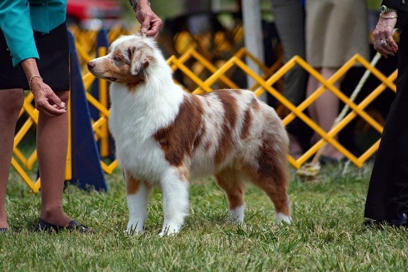 australian shepherd dog training for dog show