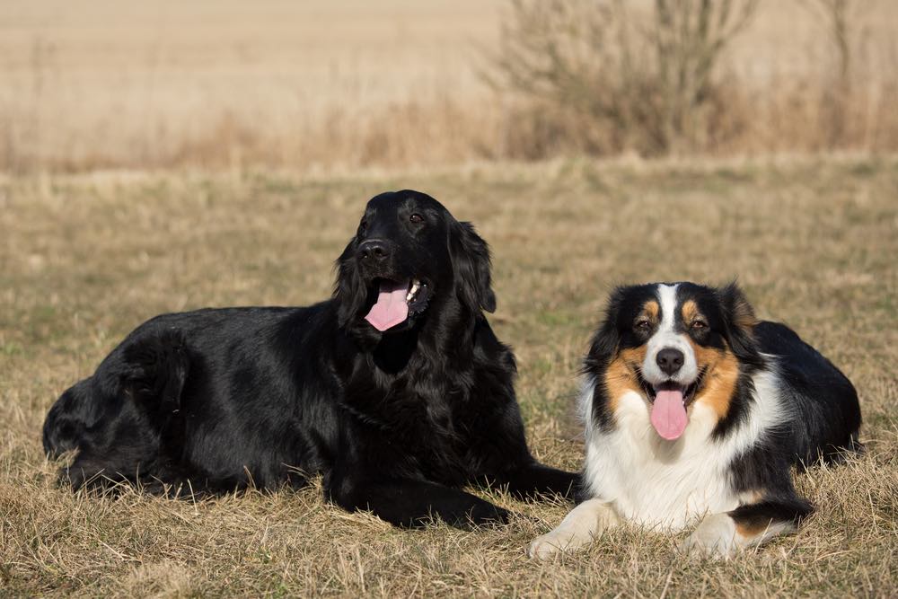 Aussie-Flat (Australian Shepherd & Flat-Coated Retriever Mix): Info, Pictures, Facts