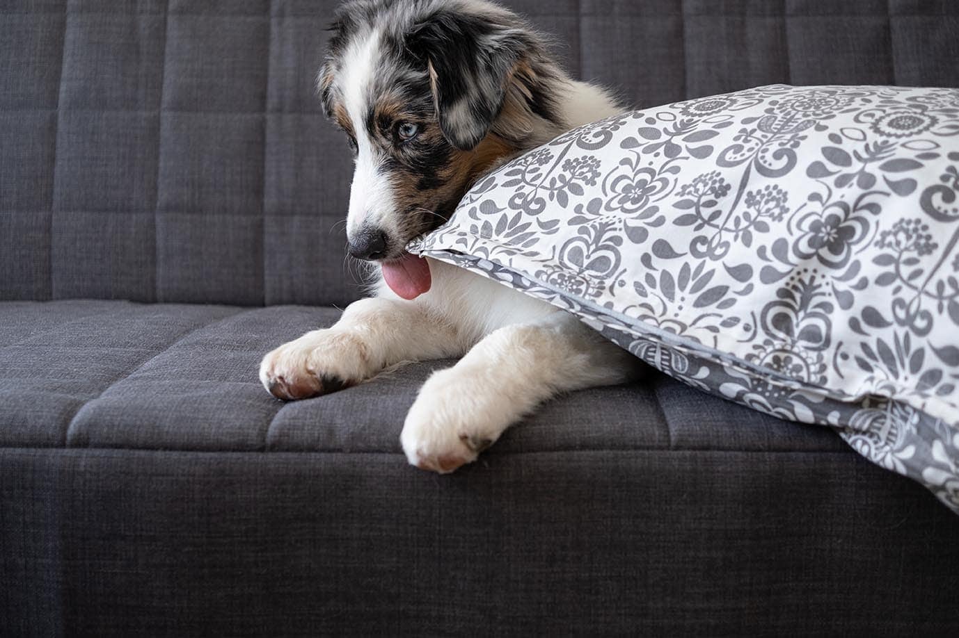 Why Does My Dog Lick Pillows? Our Vet-Reviewed Answer