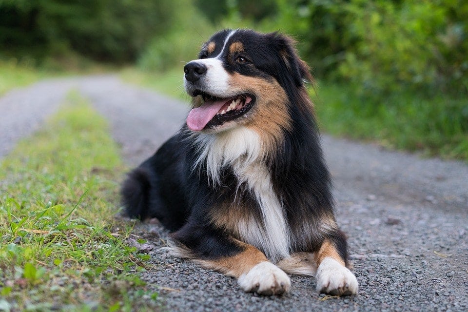 When Do Australian Shepherds Go Into Heat? Vet Approved Facts & FAQ