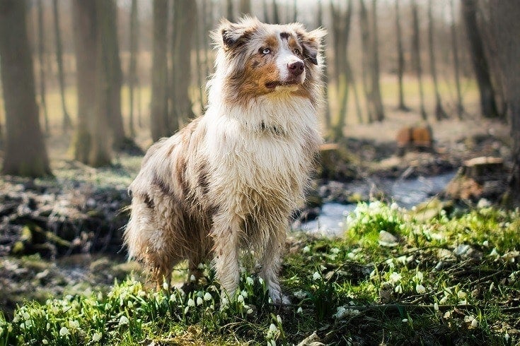Do Australian Shepherds Shed? Care and Grooming Tips