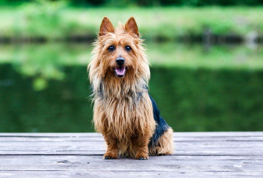 Australian Terrier Dog Breed: Info, Pictures, Characteristics & More