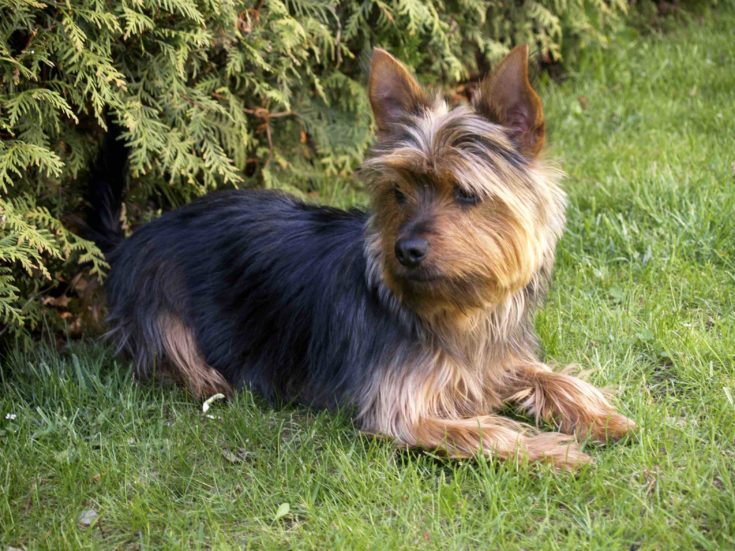 Australian Yorkshire Terrier (Australian Terrier & Yorkshire Terrier Mix): Info & Pictures