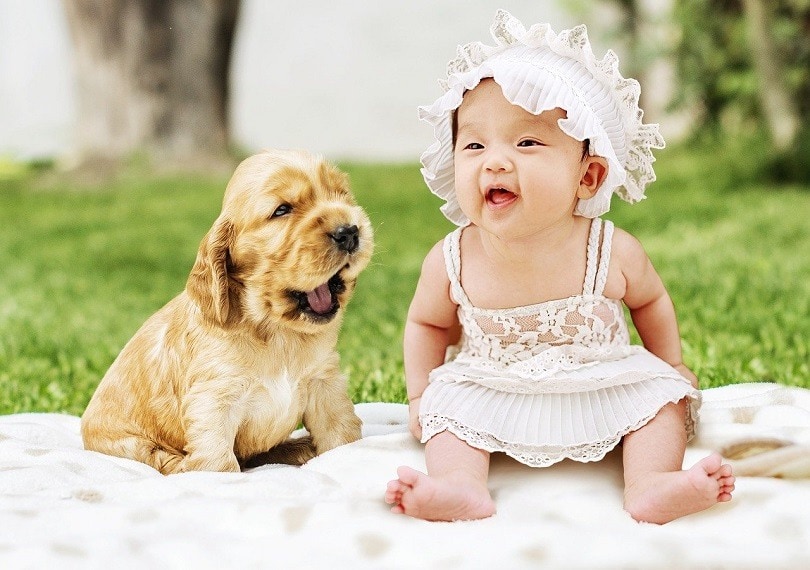 12 Dog Breeds That Are Good With Babies: Info, Pictures & Origin
