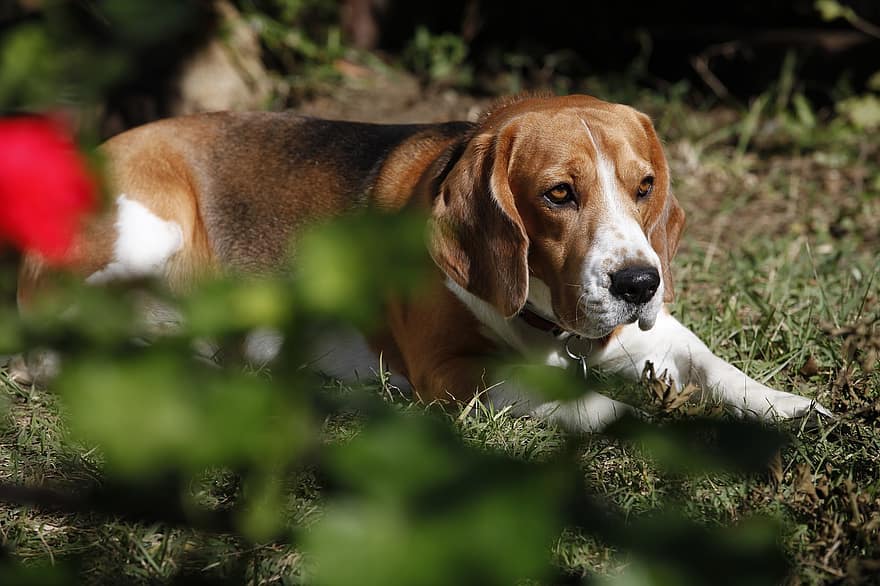 Bagle Hound (Basset Hound & Beagle Mix): Info, Pictures, Facts
