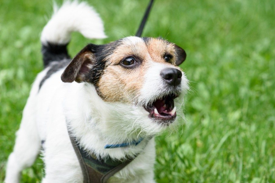 Why Is My Dog Barking at Nothing? 5 Reasons for This Behavior & What to Do!