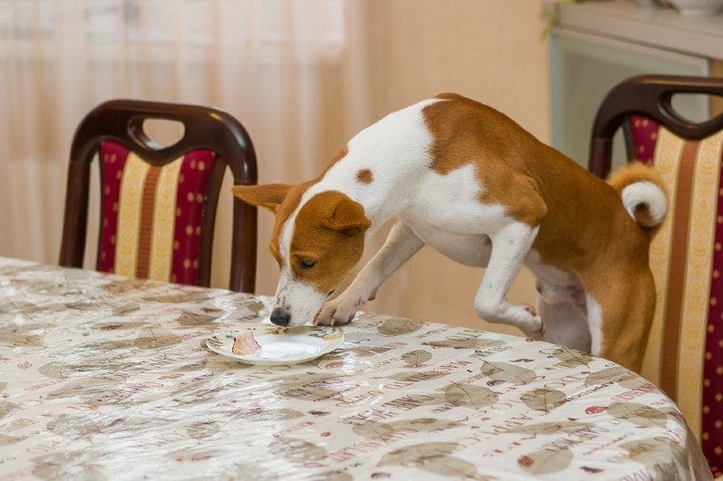 What Happens to a Dog Who Eats Table Scraps? Vet-Approved Facts